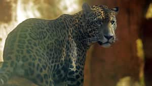 Colombia podría ser de los países más perjudicados por esta nueva ola de extinción de especies animales y vegetales.