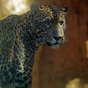 Colombia podría ser de los países más perjudicados por esta nueva ola de extinción de especies animales y vegetales.