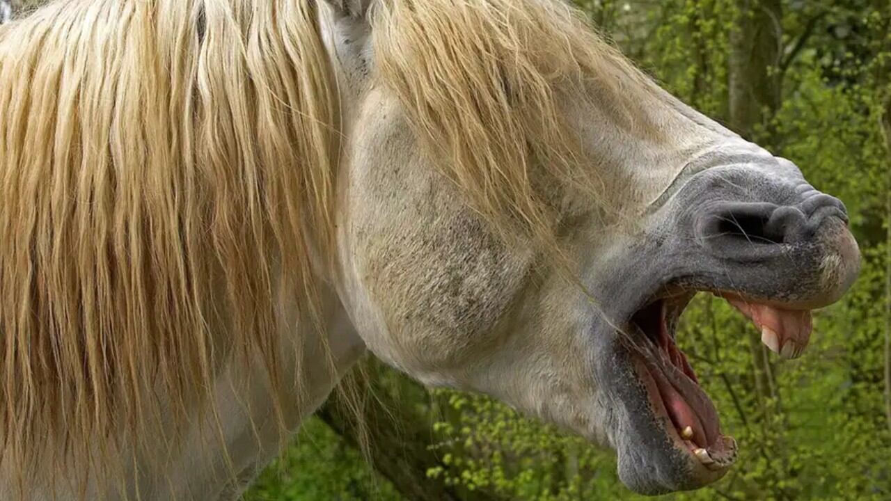 El relincho de un caballo no es una sola voz: es dos al mismo tiempo, producidas por mecanismos distintos y superpuestas en un instante.