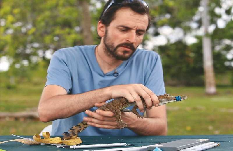 EL CAIMÁN Y LOS LLANOS - Un animal que puede crecer hasta siete metros de largo, que produce miedo, respeto y fascinación, es víctima de su propia piel, que se cotiza alrededor del mundo. Por eso, el español Rafael Antelo, apasionado de la especie y de los Llanos colombianos, se propuso liberar cerca de 20 caimanes en Colombia. No fue fácil, pero era la única manera de garantizar que sus hijos y nietos, y los de todos los colombianos, pudieran verlos. Para lograrlo tuvo que dar con una zona protegida, libre de comunidades, que no exigiera consulta previa y que a la vez gozara de un ecosistema sano. Es decir, que ofreciera las presas que el caimán necesita comer y las  playas que necesita para anidar. El caimán del Orinoco vive en la gran cuenca del mismo nombre, una vasta zona de 991.588 kilómetros cuadrados. Suele encontrarse en las curvas del vasto río  y, gracias a Antelo y a sus colaboradores, tiene una nueva oportunidad, un vigilante y aliado. El director científico de la Fundación Palmarito, en el Casanare, está empeñado en conservar el caimán llanero, no detendrá sus acciones y su justificación es más que lógica: “Se invierten millones de dólares en conservar obras de arte y monumentos recientes, ¿cómo no conservar una especie que lleva 200 años sobre la Tierra?”.