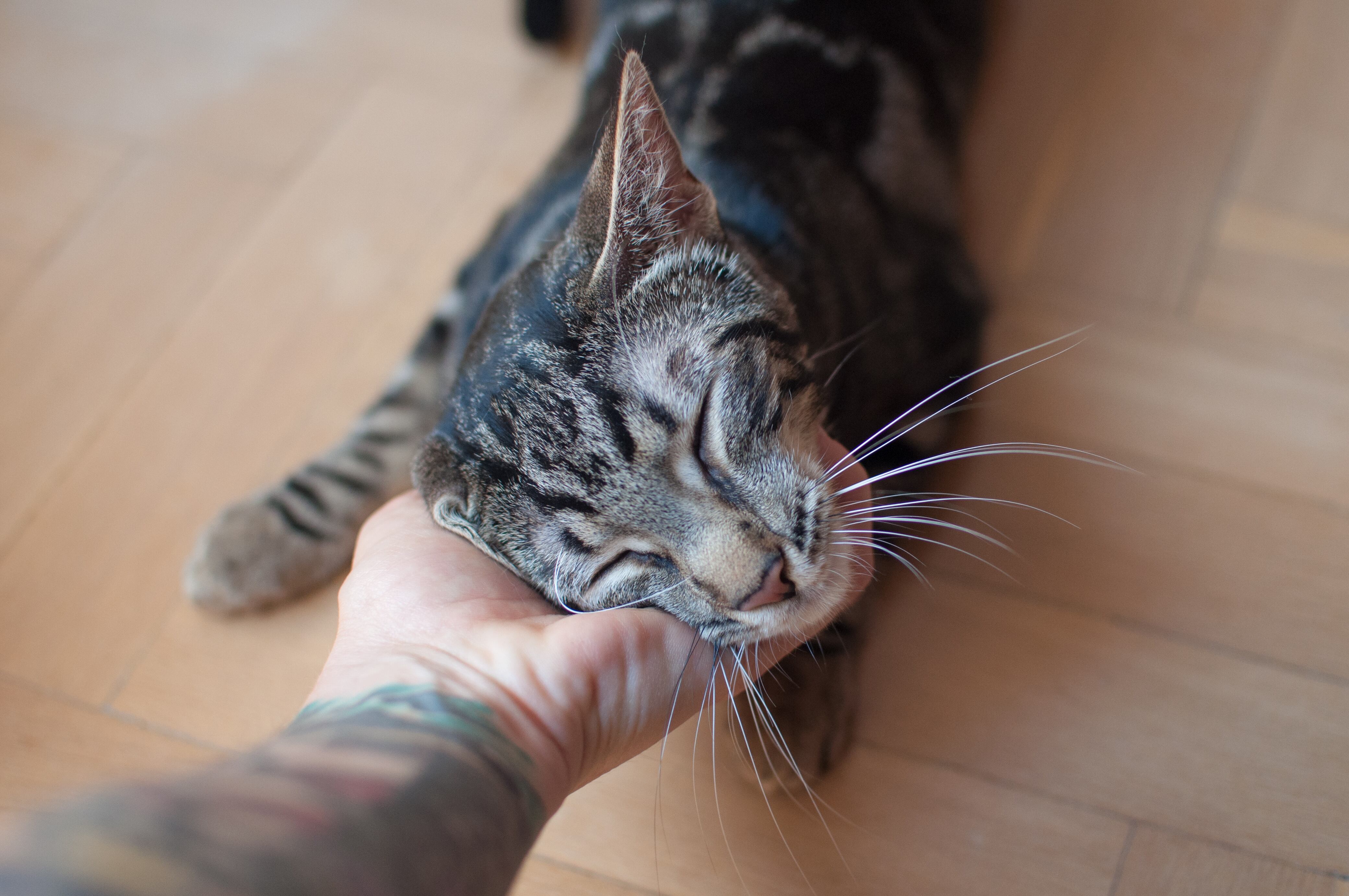 Las gatas en celo son más cariñosas.