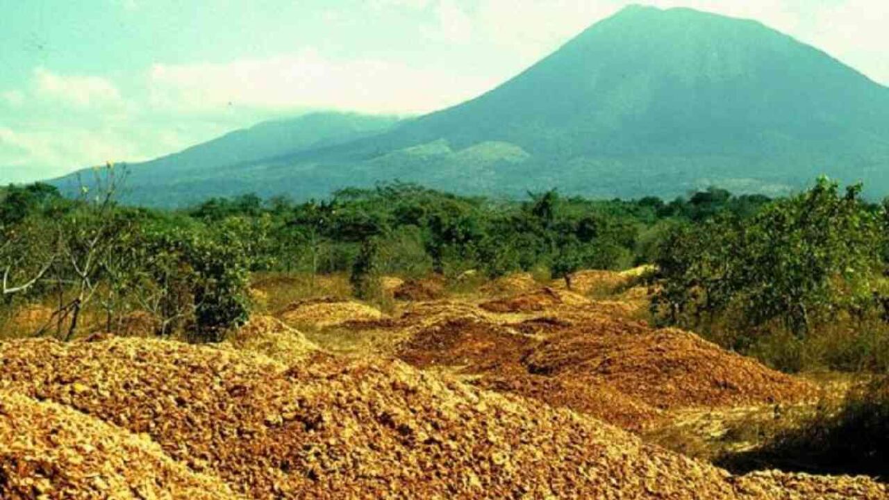 Los desperdicios de naranjas fueron llevados al Área de Conservación de Guanacaste, en más de mil camiones. Foto: Daniel Janzen y Winnie Hallwachs