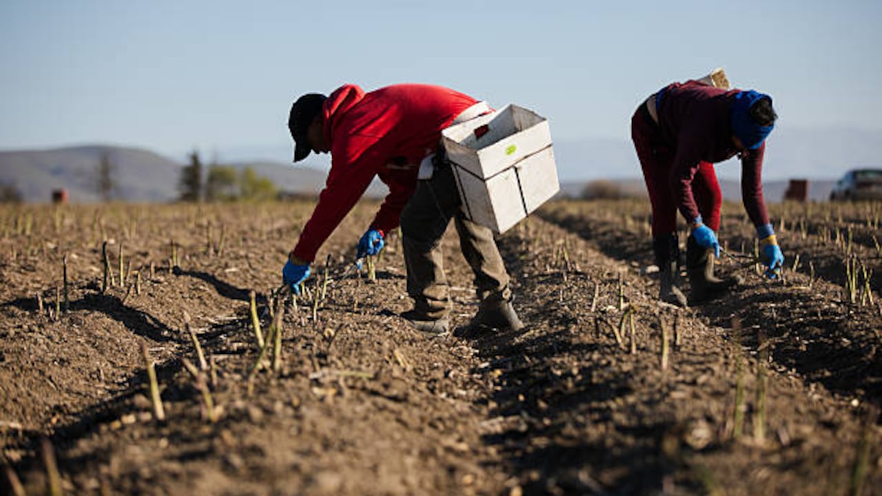 El campo de la agricultura es uno de los sectores que más tienen presencia de trabajadores migrantes
