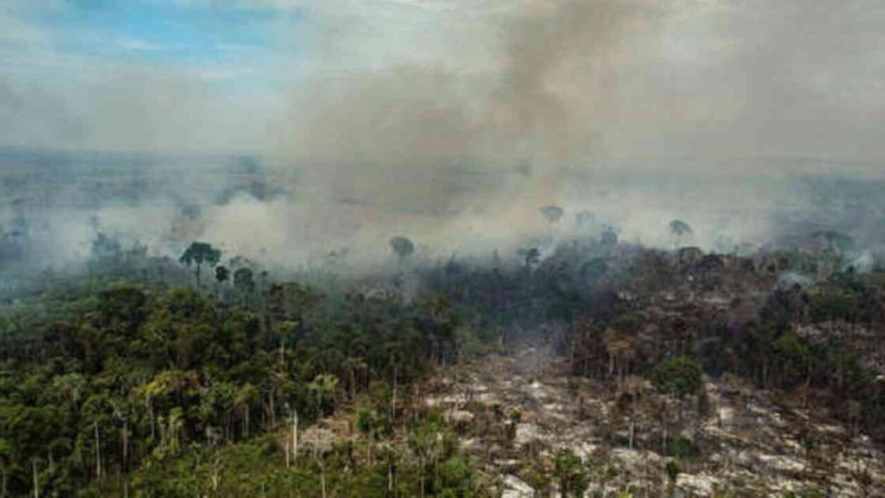 Los incednios han devastados miles de hectáreas en la Amazonia brasileña. Foto: Greenpeace