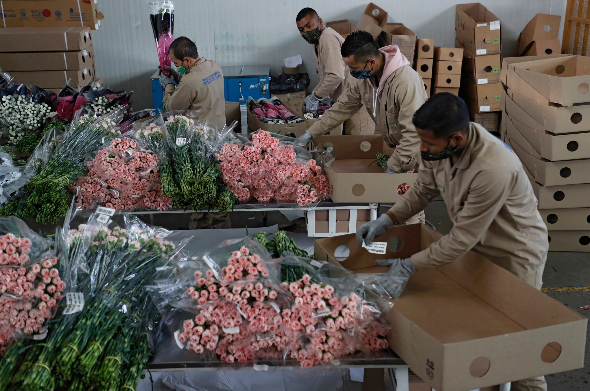 Cultivos de flores de San Valentín