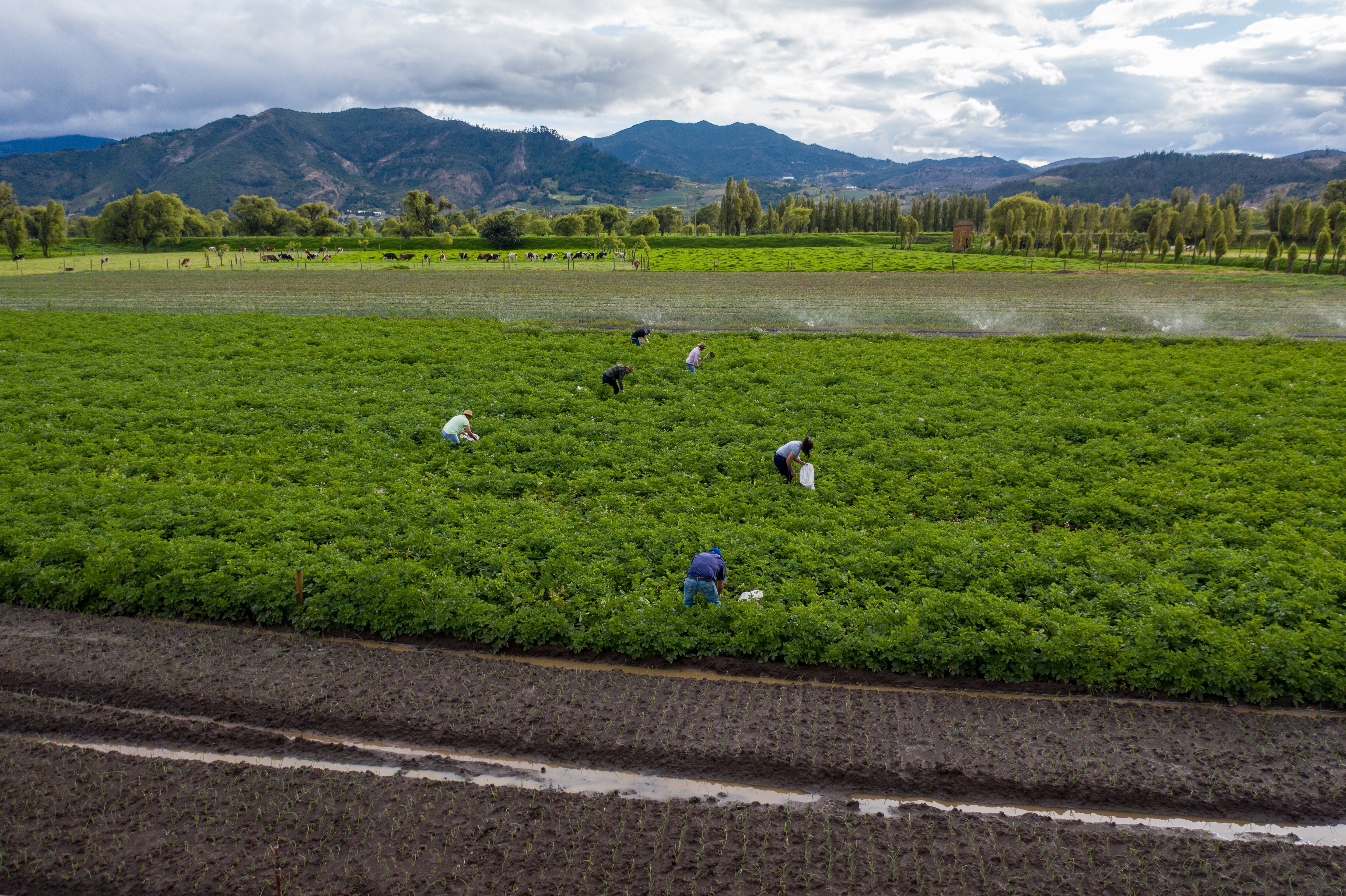 Cultivadores colombianos.