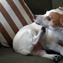 Las pulgas suelen estar en el pelaje de las mascotas.