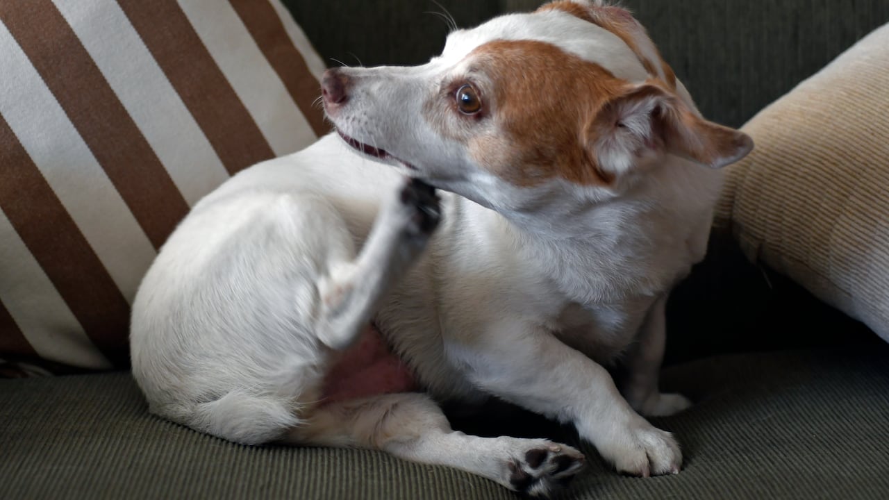 Las pulgas suelen estar en el pelaje de las mascotas.