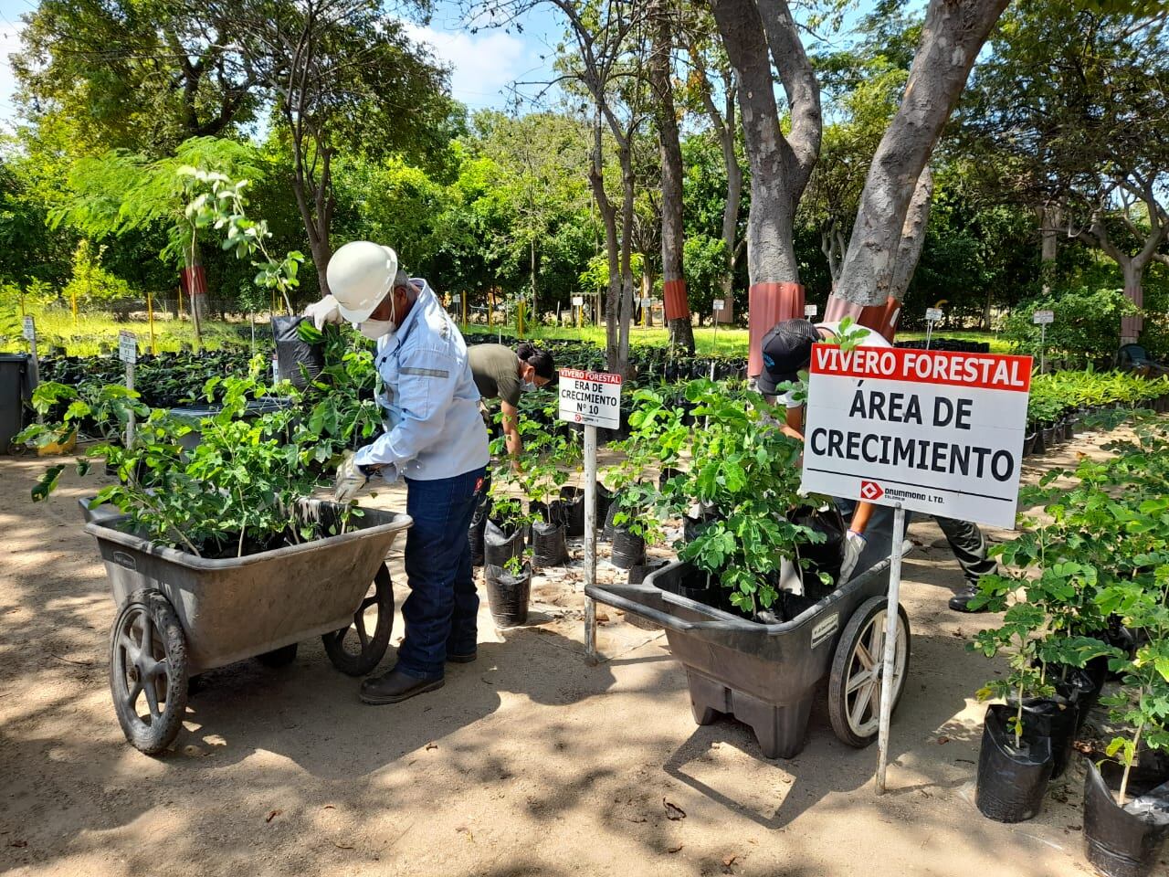 Vivero ambiental de Drummond.