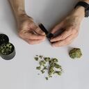 El THC es uno de los principales componentes psicoactivos de la marihuana.