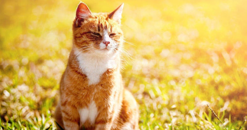 Las autoridades tratan de establecer lo ocurrido con los animales.