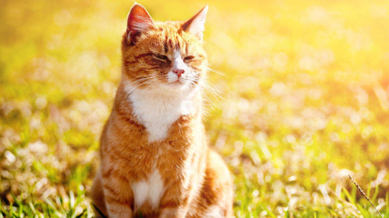 Si la temperatura de un gato supera los 40° C, es importante llevarlo al veterinario para diagnosticar la causa y el tratamiento.