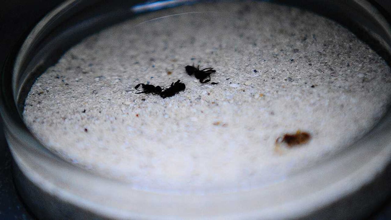 Saltar es la principal forma de locomoción de estas arañas.