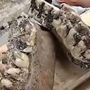 Obreros se sorprendieron con el hallazgo de restos de una mandíbula de un mastodonte, según confirmó el Servicio Geológico Colombiano.