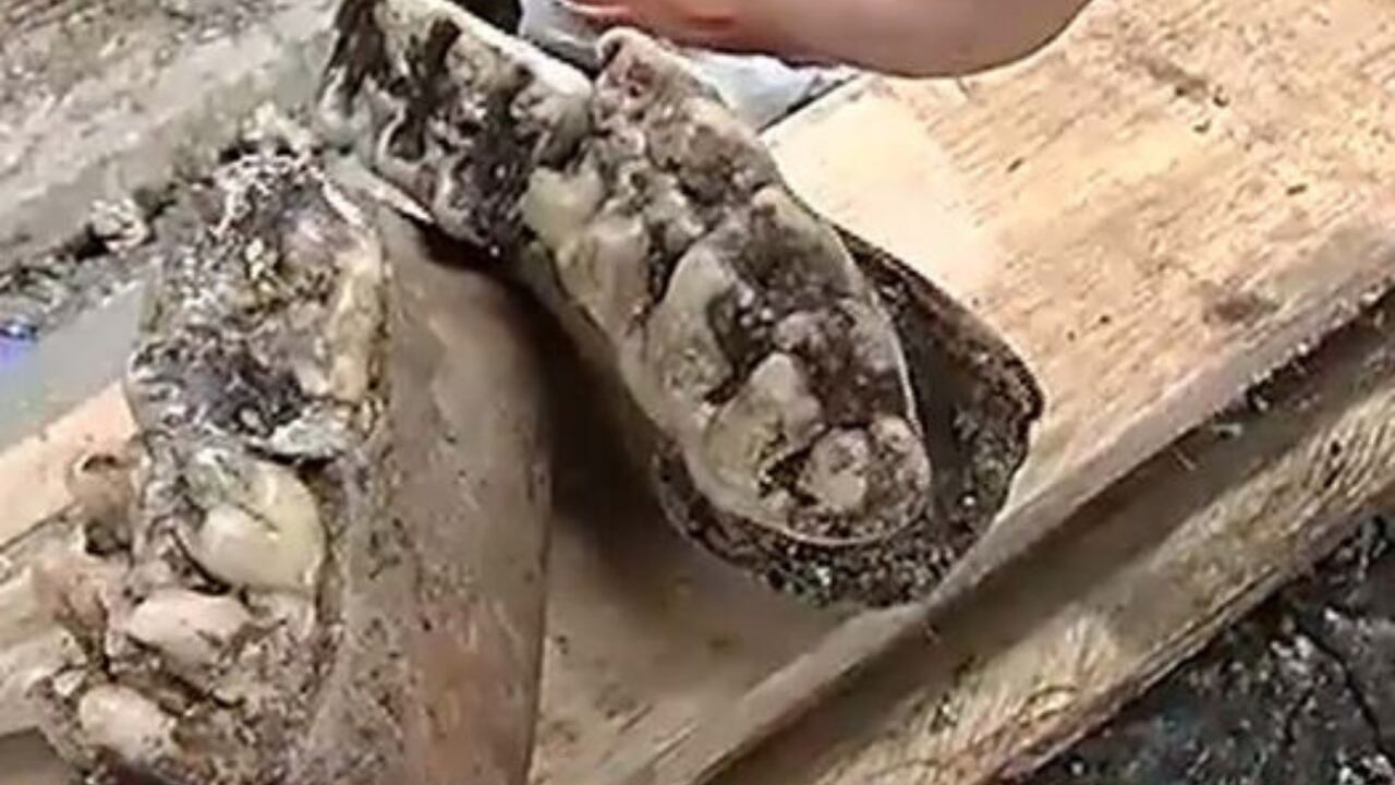 Obreros se sorprendieron con el hallazgo de restos de una mandíbula de un mastodonte, según confirmó el Servicio Geológico Colombiano.