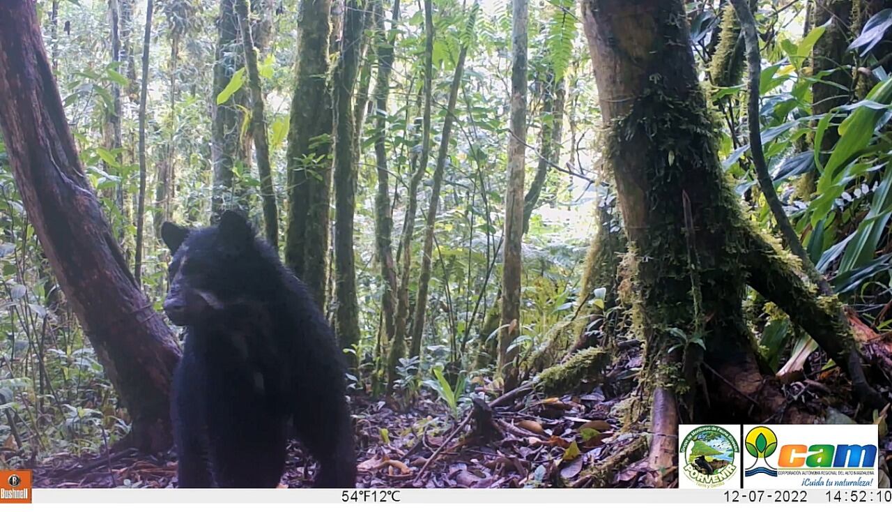 Avistamiento de osos en Pitalito, Huila.