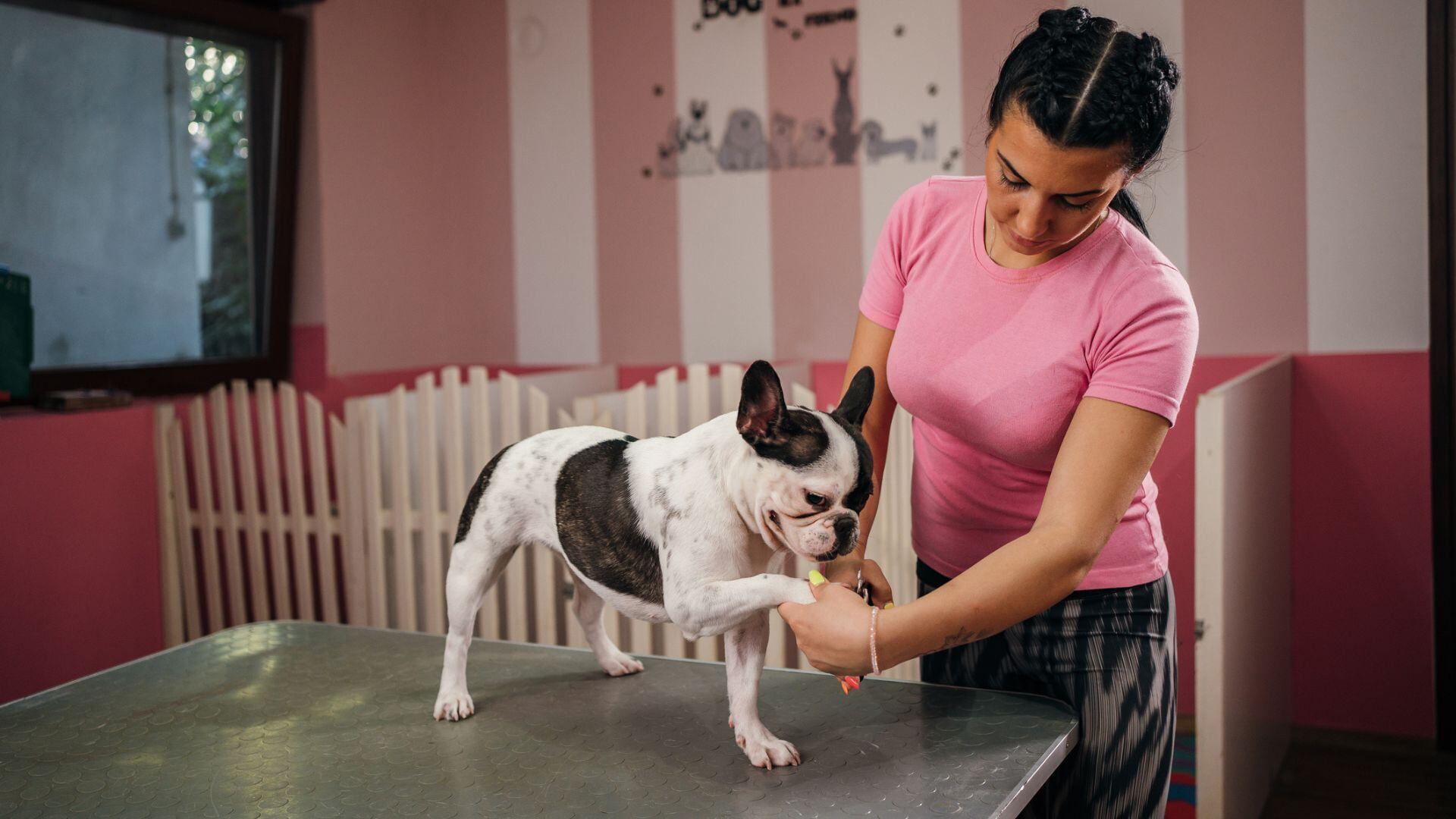 Cotar uñas de mascota