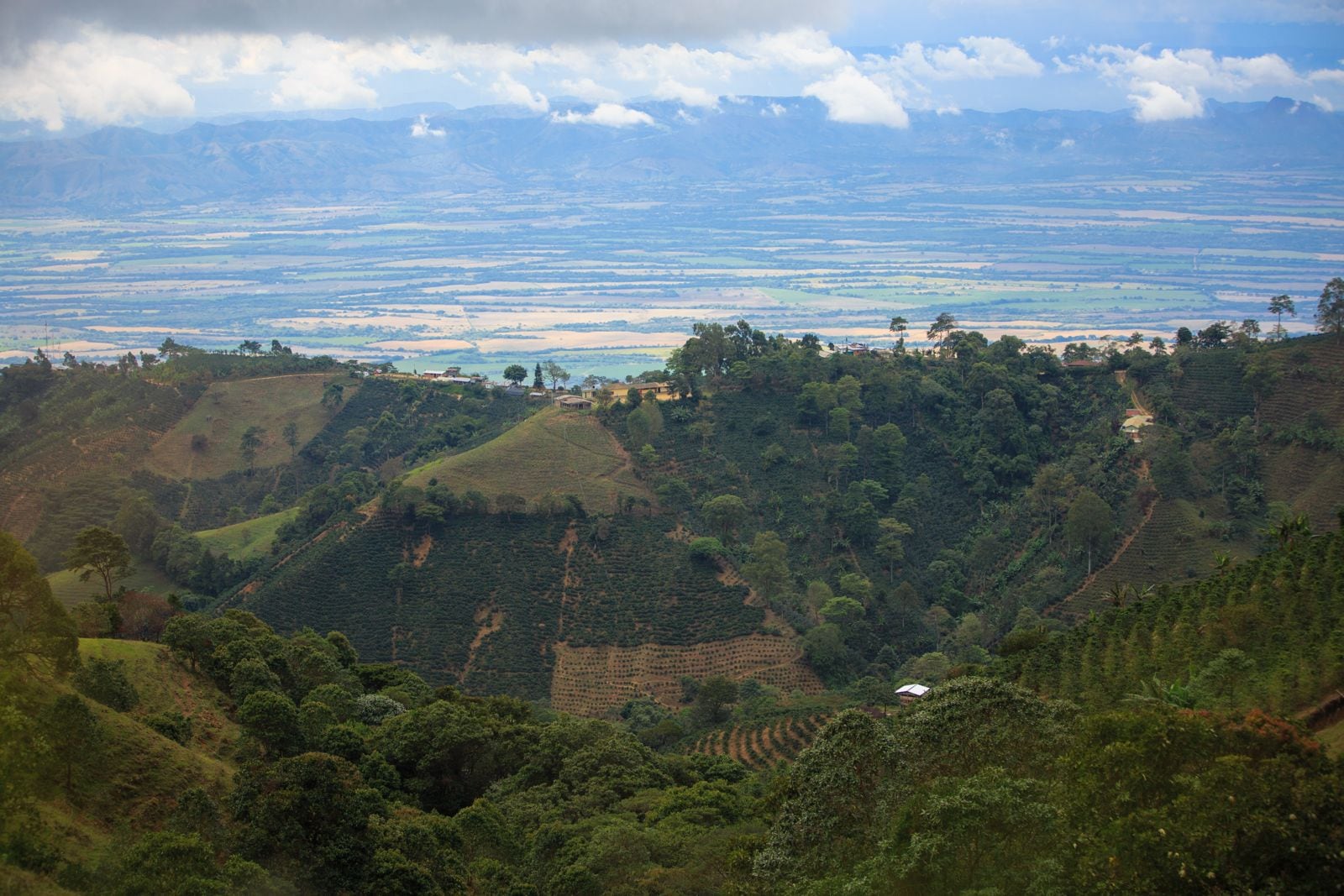 Tolima es el tercer departamento con mayor producción de café del país.