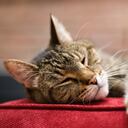 Cada gato pueden mostrar signos de envejecimiento diferentes.