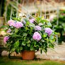 Las hortensias son de las plantas de jardín que más florecen.