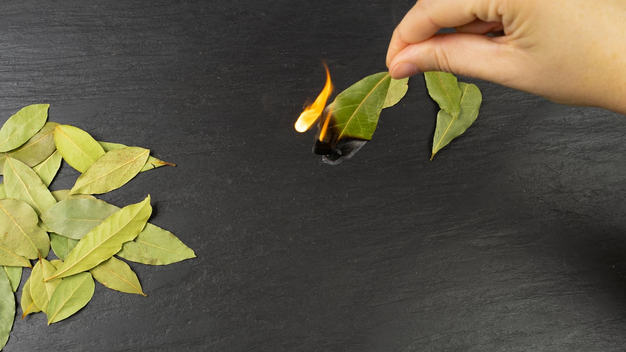 El laurel simbolizan atracción y éxito para conseguir trabajo y encontrar el amor.