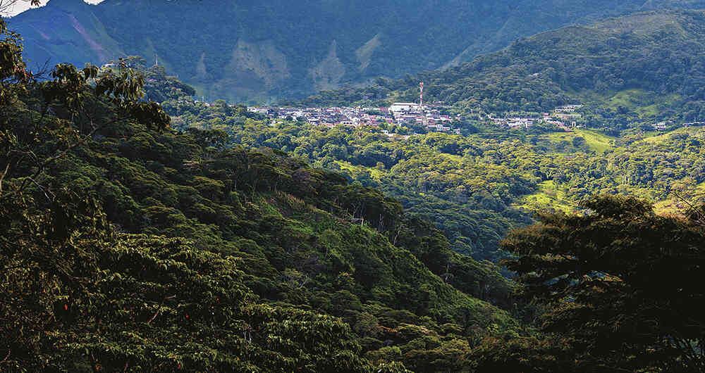 Cultivos de café en el municipio de Támara, Casanare. 