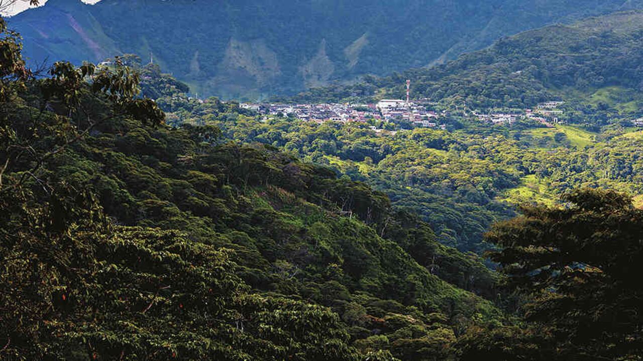 Cultivos de café en el municipio de Támara, Casanare.