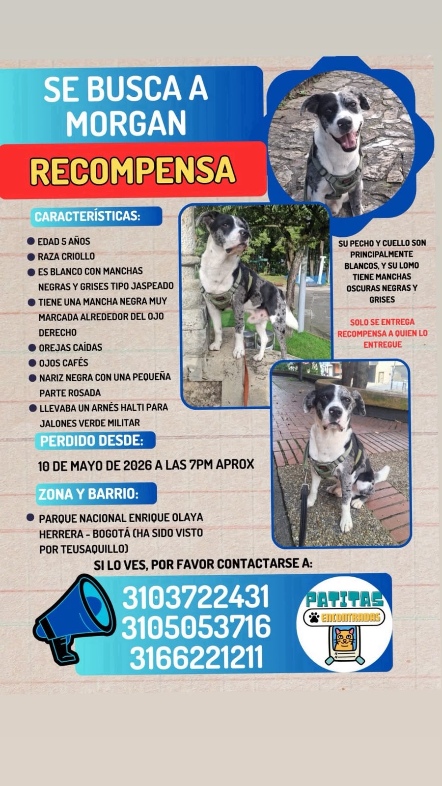 Morgan perro desaparecido.