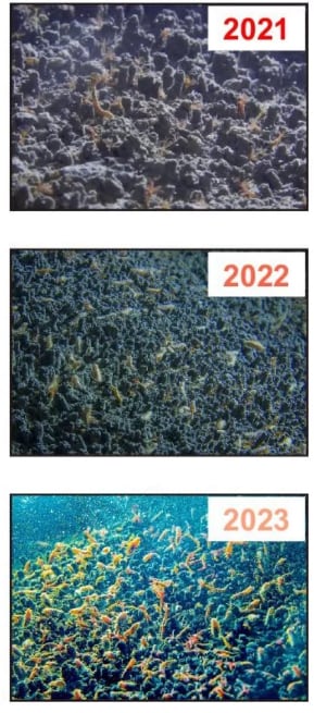 El fondo marino comenzó a cubrirse con una creciente concentración de gusanos entre 2021 y 2023.
