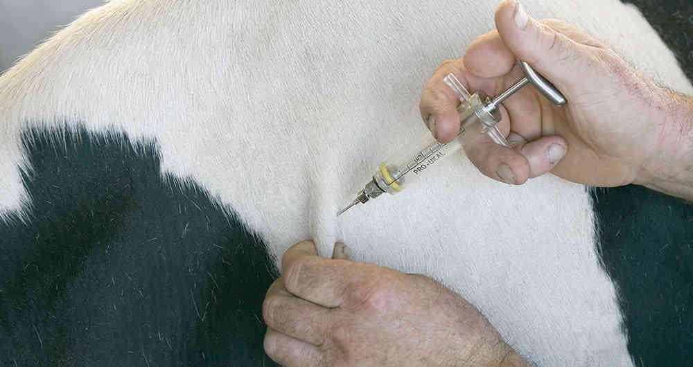 70% de las organizaciones ganaderas y comités responsables de la vacunación recibieron neveras, congeladores y plantas eléctricas, además de capacitación para el proceso.