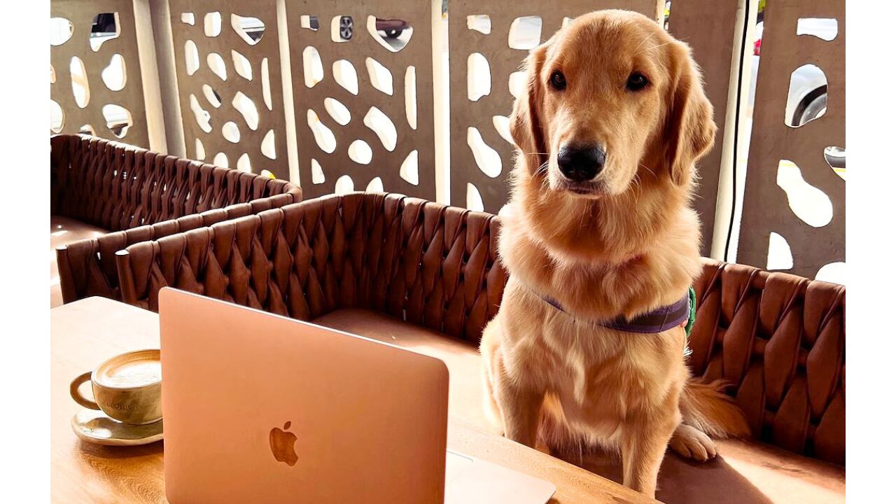 Crónicas Pet Center dispone de diferentes espacios y servicios integrados para mascotas y sus dueños en Barranquilla.