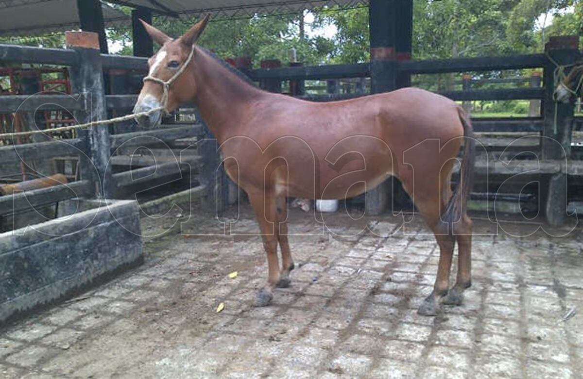 Es uno de los medios de transporte del capo para moverse por las trochas. (Archivo SEMANA)