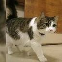 Oscar fue adoptado por un hogar geriátrico en EE.UU. cuando era un bebé. Desde entonces se le conoce como el gato que predice la muerte.