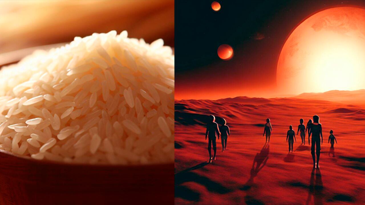 Científicos trabajan en crear un arroz marciano que podría alimentar a la humanidad en el futuro.