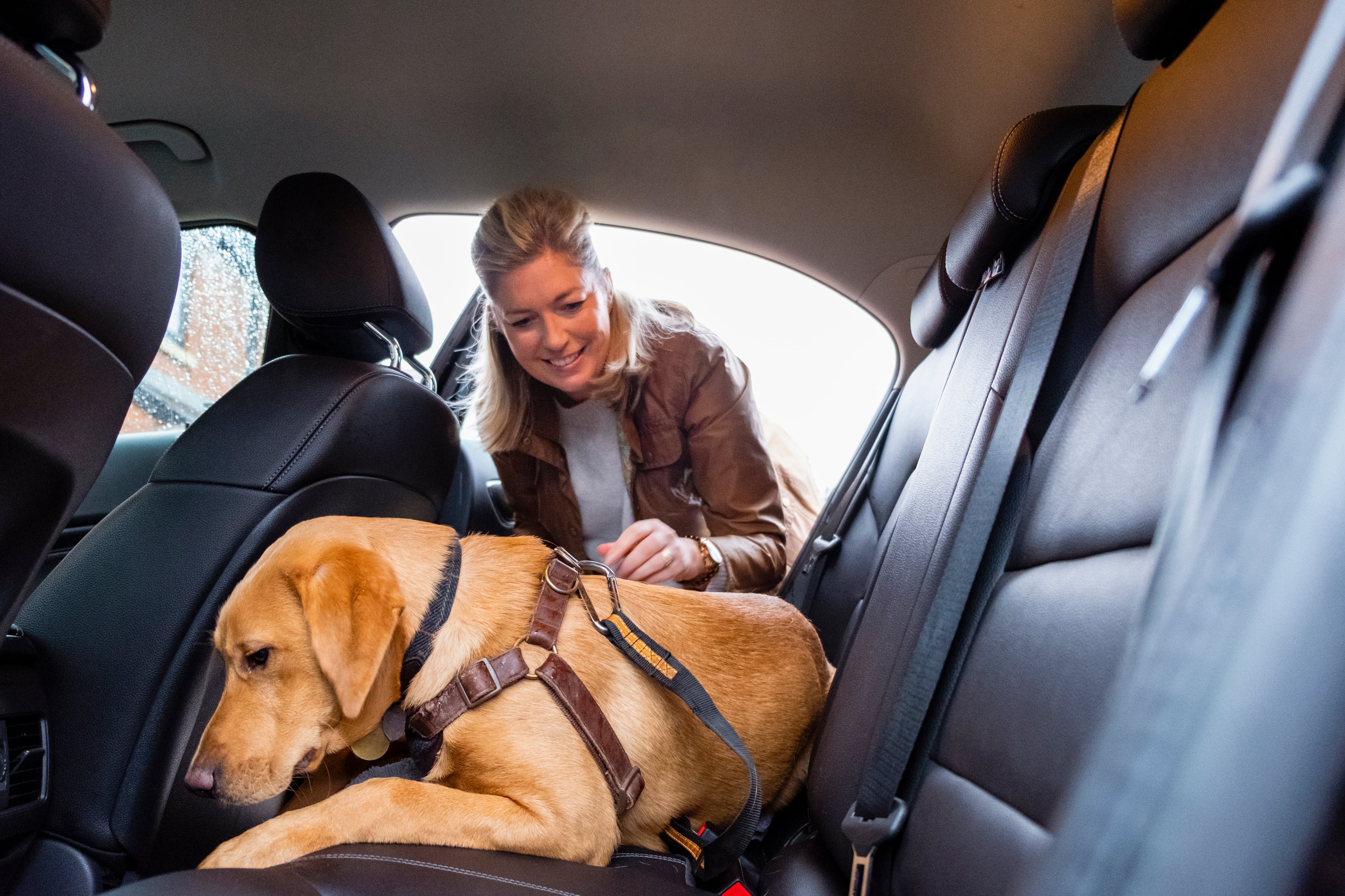 perro viajando