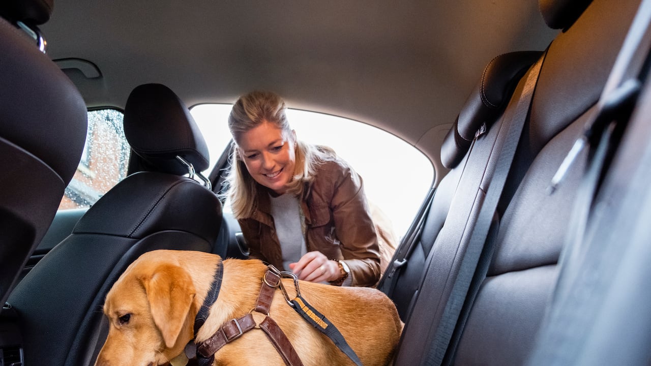 Estos son los cuidados que debe tener al viajar con un perro.