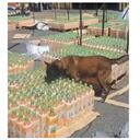 Tako fue uno de los perros que más golpes le propinó al narcotráfico con la detección de varios kilos de cocaína. Foto: Instagram @antinarcoticosponal