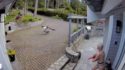 Cait Oakley frustró el ataque de un águila calva que pretendía llevarse a su ganso mascota.