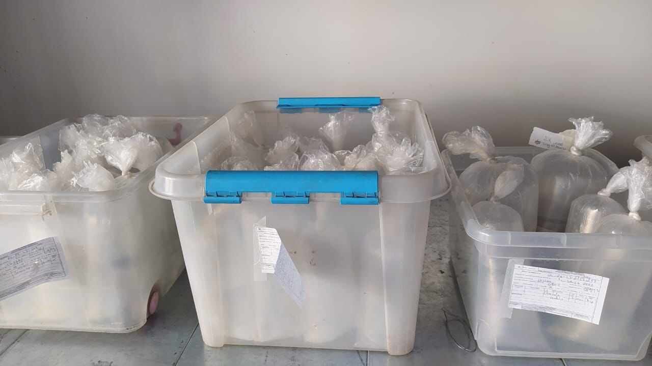 Los individuos incautados no contaban con permiso de aprovechamiento, movilización y tenencia legal