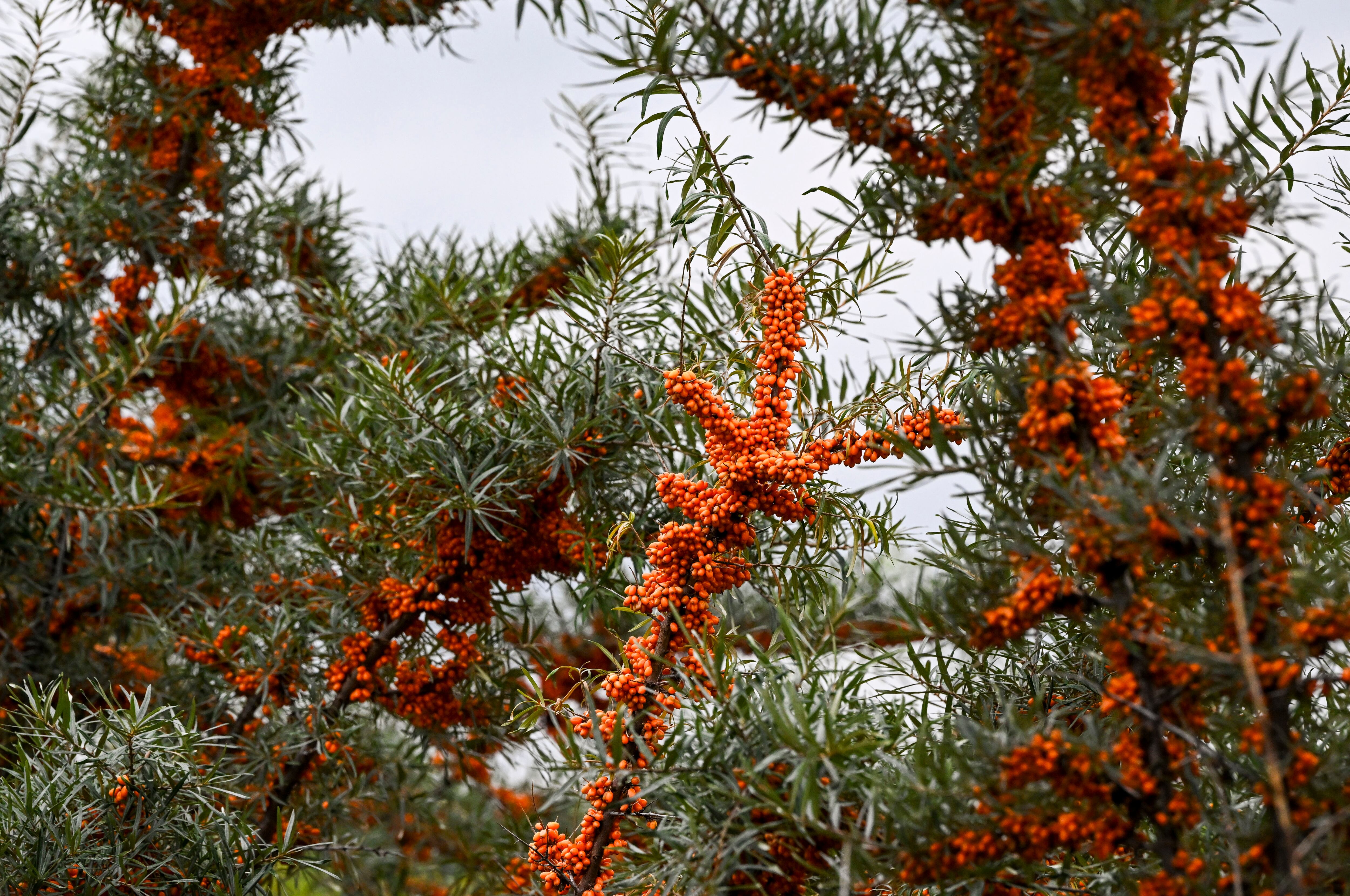 Esta planta medicinal tiene múltiples enfermedades que benefician al organismo.