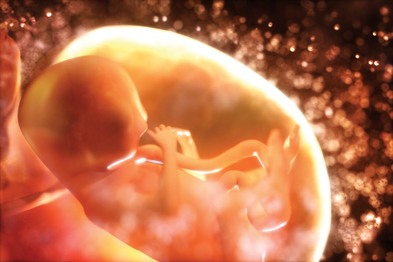 Human fetus in the womb.