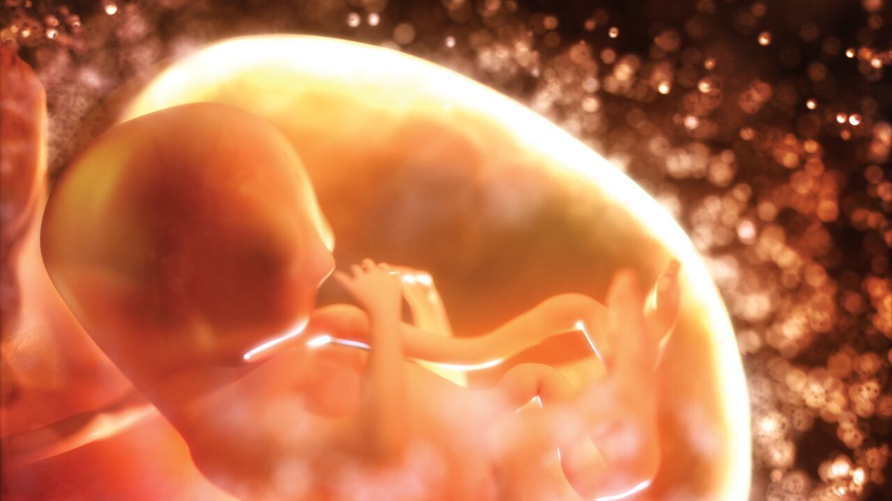 Human fetus in the womb.