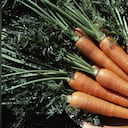 La zanahoria es fuente de vitamina A y carotenoides. Foto: GettyImages.