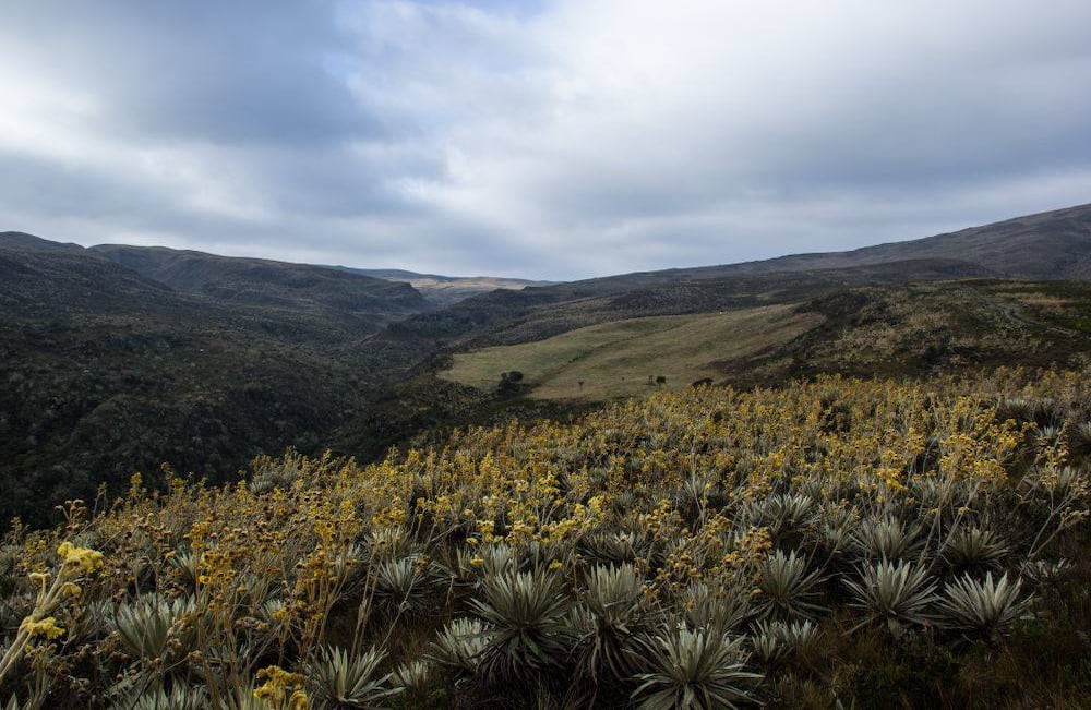 El rey es el frailejón, que debido a su lento crecimiento es muy valorado y frágil. A él lo acompañan el encenillo, el musgo, quiche, liquen y puya, todos ellos encargados de absorber el agua  lluvia y  neblina permanente del lugar  para  conservarla y regularla. Foto: Luigi Saenz 	