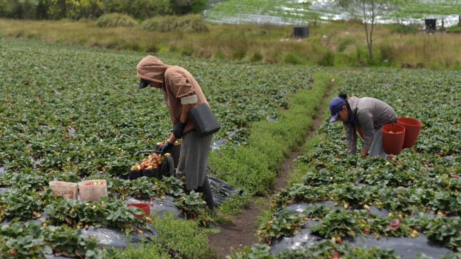 La producción del agro es fundamental. Sin embargo, existen nuevas amenazas sobre el crecimiento de este sector, debido a la casi segura presencia del fenómeno de El Niño, que ahora traerá sequías.