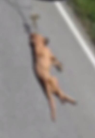 Se desconocen las causas de muerte del animal.