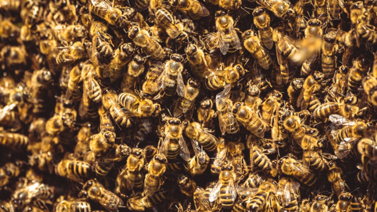 abejas