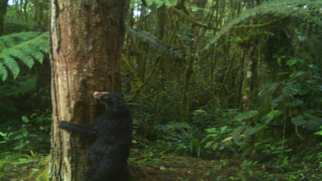 Una osa de anteojos fue captada en el Huila enseñando a sus crías a trepar árboles. Foto: Corporación Autónoma Regional del Alto Magdalena. Foto: Corporación Autónoma Regional del Alto Magdalena.