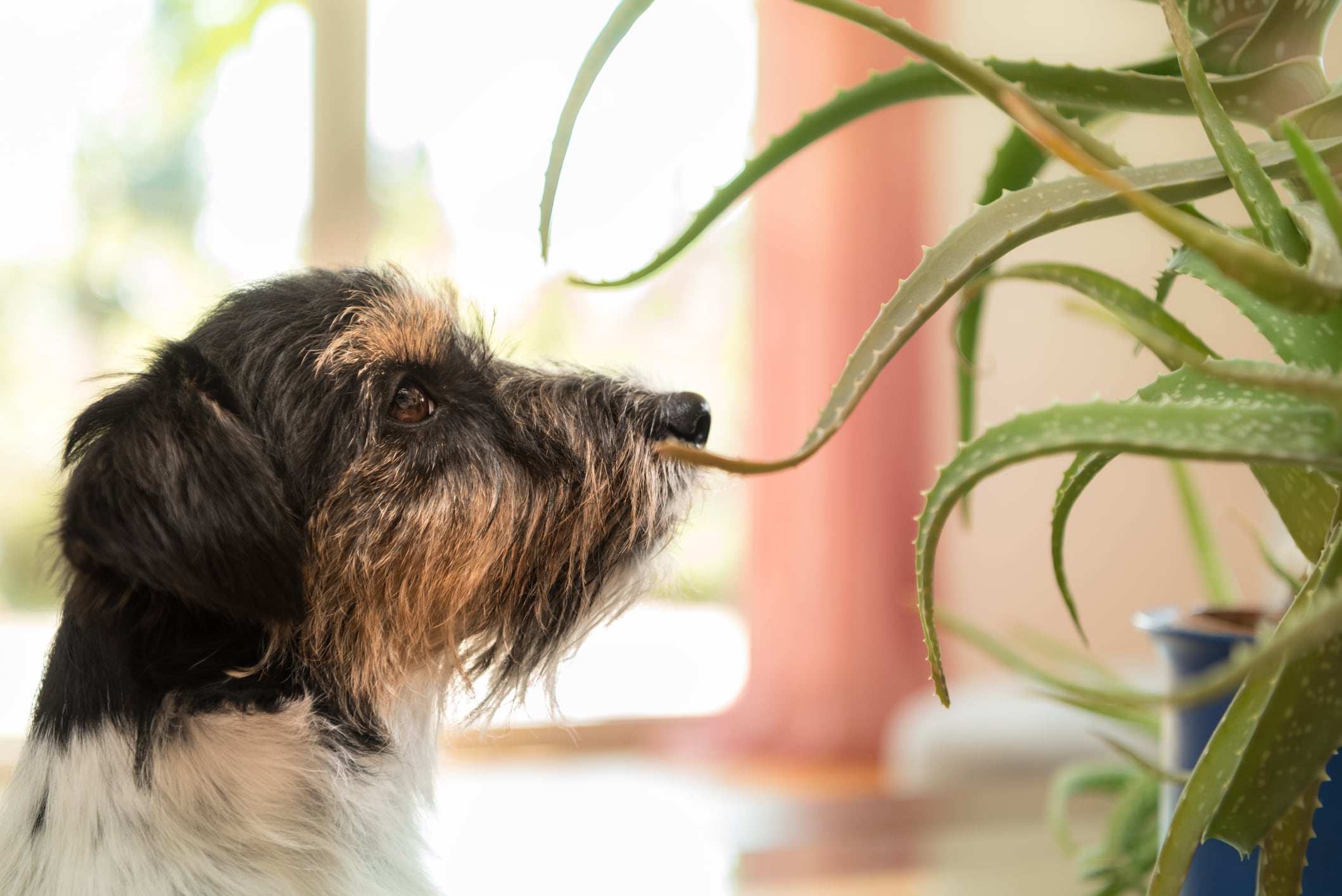 Perro aloe vera