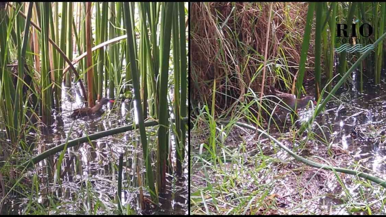 Un grupo de tinguas bogotanas sorprendió a un operador de Aguas Bogotá mientras recorría Juan Amarillo. Fotos: Óscar Perdomo.